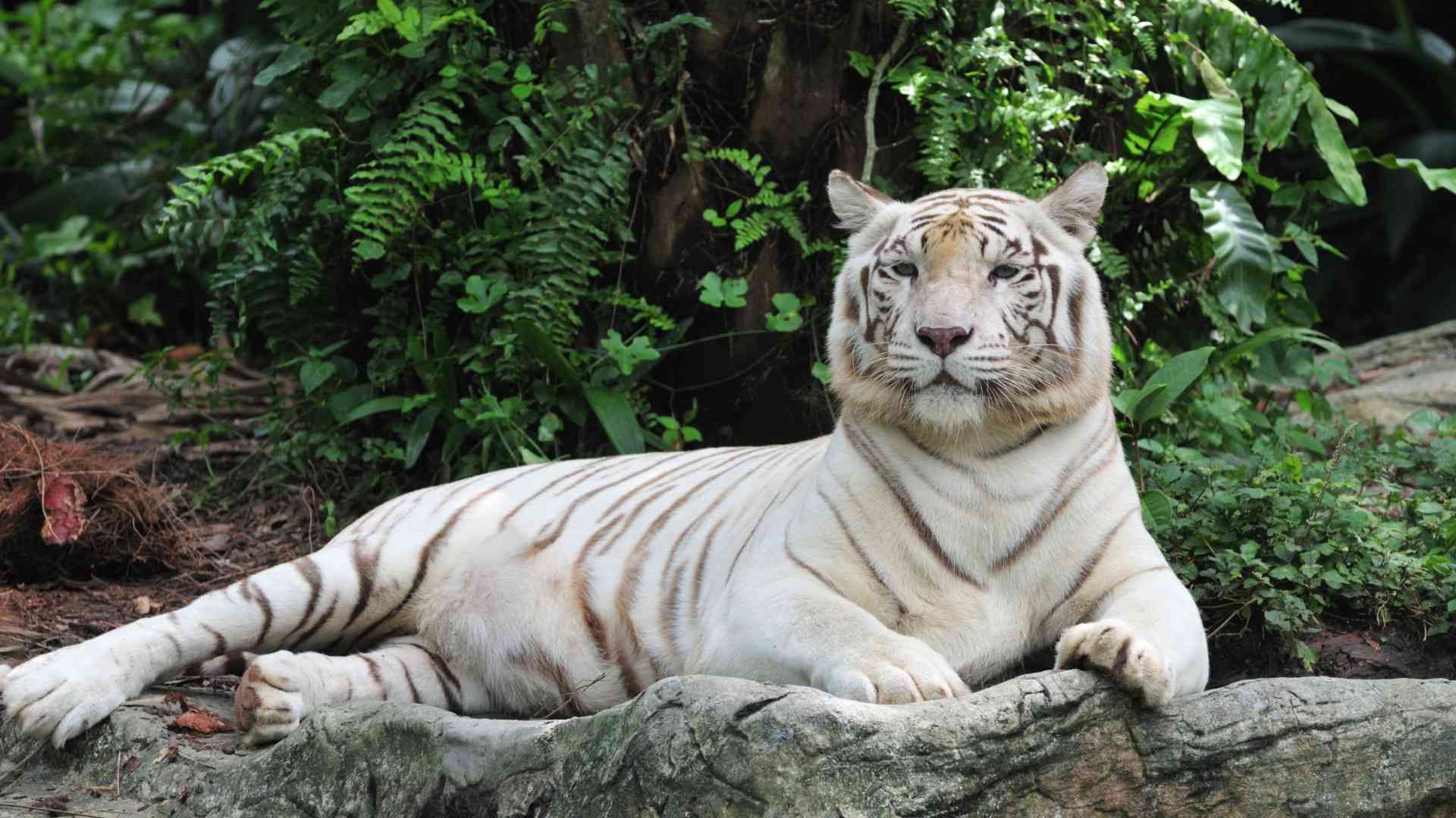 La Aurora Zoo