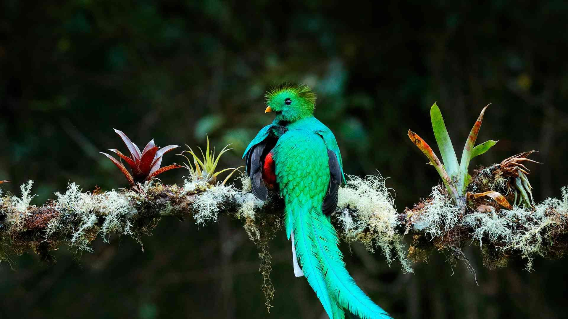 Quetzal Biotope