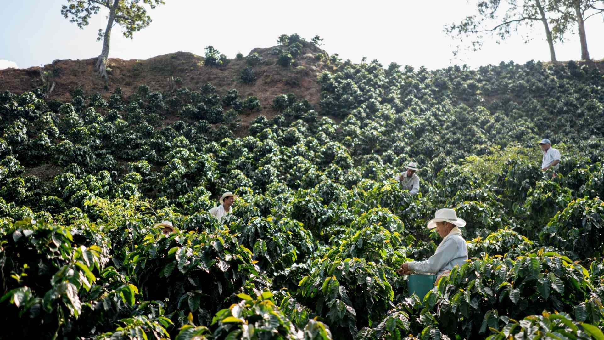Coffee Farms in Antigua