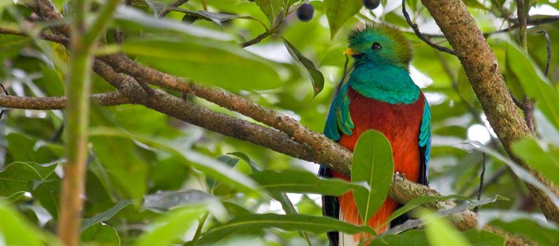 Biotopo del Quetzal.jfif
