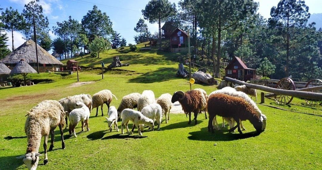 Parque ecológico Pino Dulce.jpg
