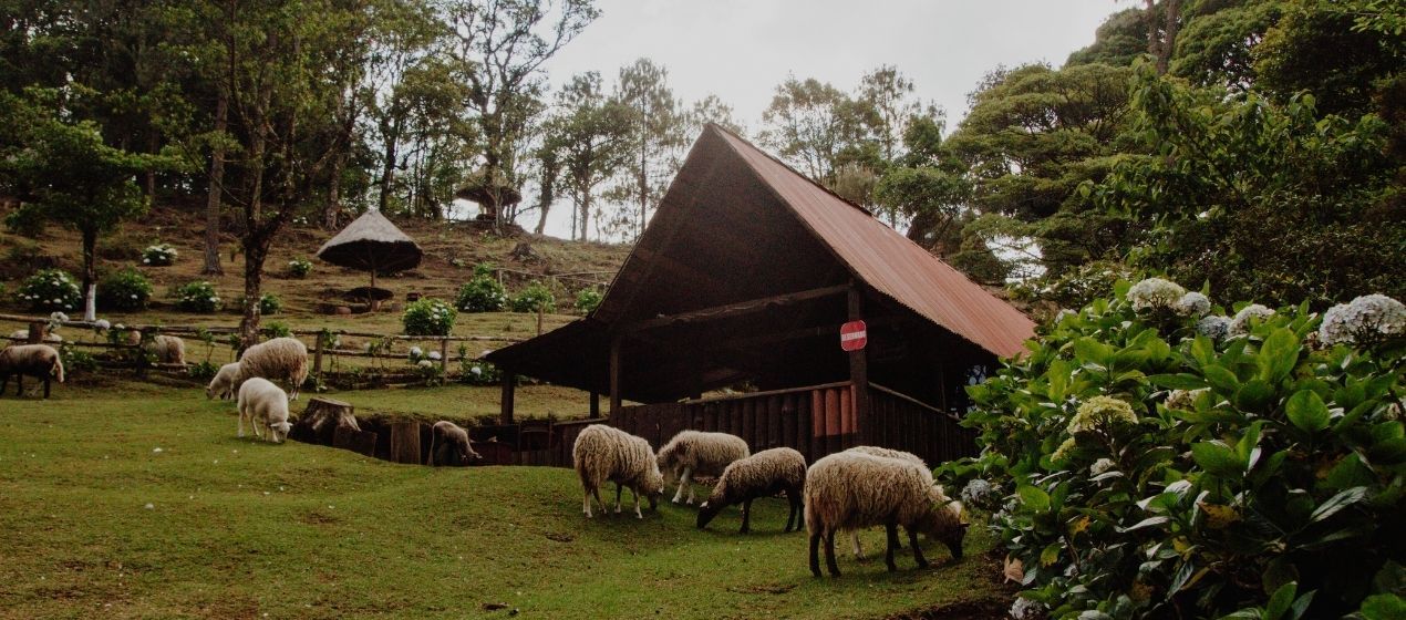 Pino Dulce Cabañas Jalapa.jpg
