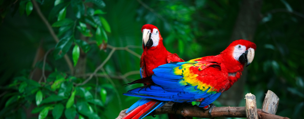 blog-foto-guia-turistico-guatemala-guacamayas.png