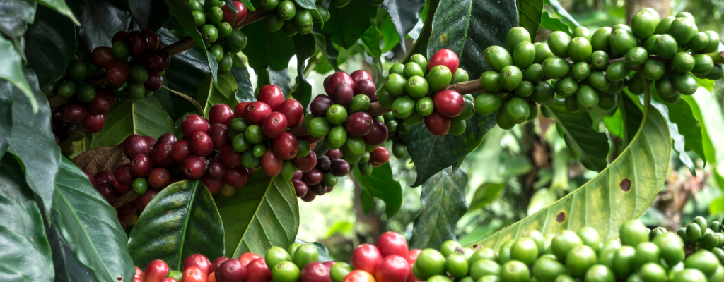 blog-regiones-cafe-antigua.png