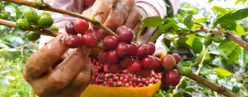 blog-regiones-cafe-coban.png
