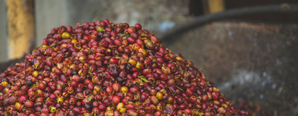 blog-regiones-cafe-fraijanes.png