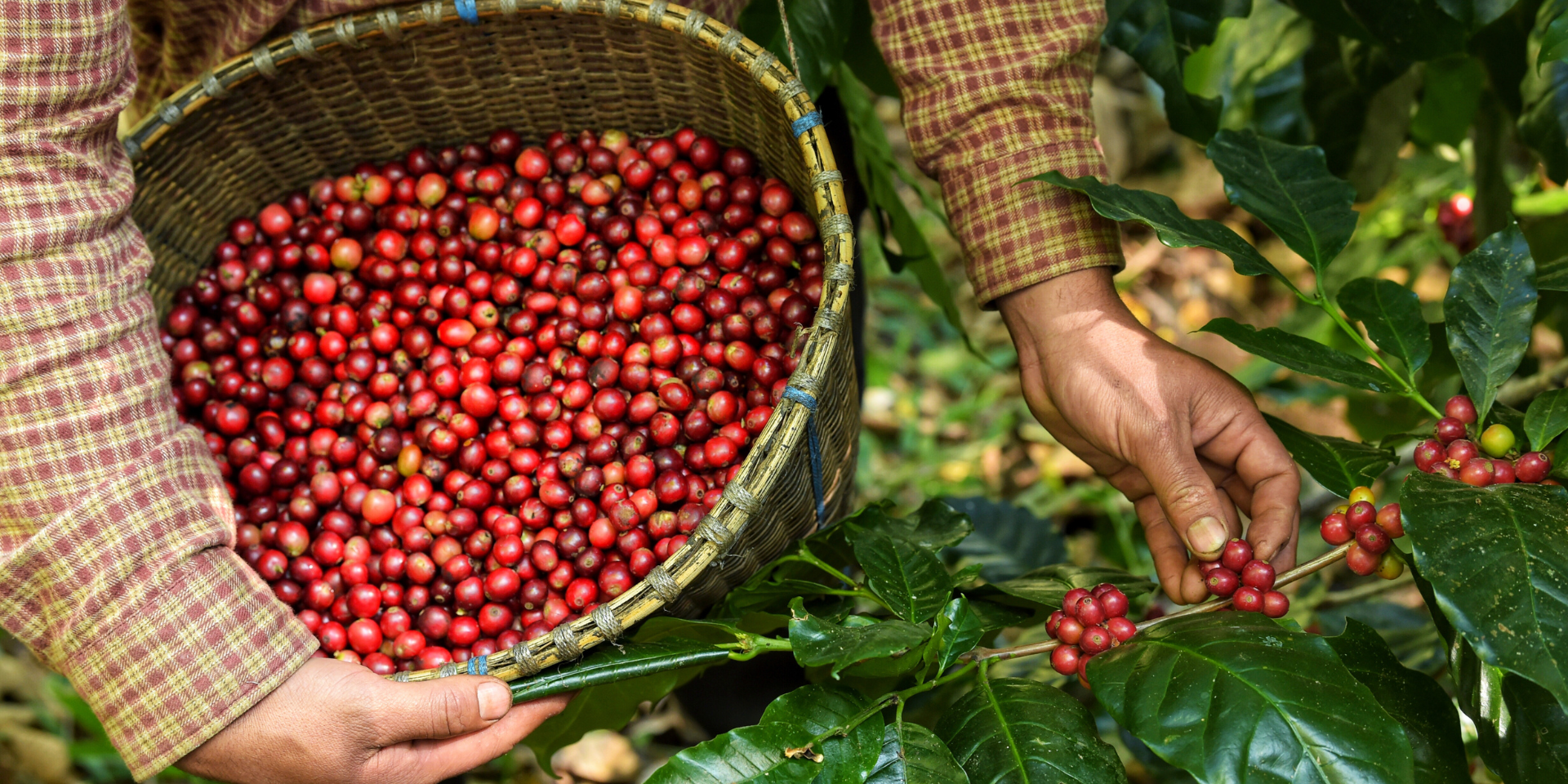## Las Regiones Cafetaleras de Guatemala
Con más de 305 mil hectáreas de siembras cafetaleras, Guatemala destaca en la región por la calidad de sus granos de café. El país se divide en 8 regiones cafetaleras que producen distintas tazas de café. Su variedad de microclimas, suelos, casas productoras y otros factores son los responsables del sabor de cada tipo de café producido. Las 8 regiones reconocidas productoras de café son: Acatenango, Antigua, Atitlán, Cobán, Fraijanes, Huehuetenango, Oriente y San Marcos, y cada uno presenta variedades y características distintivas que muchos catadores de esta deliciosa bebida buscan. A continuación, te detallamos más sobre cada una de estas regiones y sus características.

![blog-regiones-cafe-intro.png](https://cdn.travelisimo.com/blog_regiones_cafe_intro_15c5a6ab3b)
##### Créditos: Intercontinental Coffee Trading

## Acatenango
Una región cafetalera relativamente nueva que cosecha su grano en sombra con una de las mayores altitudes a 2 mil metros sobre el nivel del mar, utilizando un método de secado natural. Su cosecha se da de diciembre a marzo y las variedades que se encuentran en esta región son Bourbon, Caturra y Catuaí. La taza de esta región tiene una acidez marcada, un aroma fragante, cuerpo limpio y balanceado y un regusto bastante persistente. 

![blog-regiones-cafe-acatenango.png](https://cdn.travelisimo.com/blog_regiones_cafe_acatenango_7017c5ecf8)

## Antigua
Rodeada por tres volcanes que brindan un suelo lleno de minerales y que retiene de forma ideal la humedad que ayuda a compensar las temporadas de sequía que se suelen presentar. La cosecha suele ser en una altitud entre 1500 y 1700 metros sobre el nivel del mar y se da de febrero a marzo. Las variedades que puedes encontrar en esta región son Bourbon, Caturra, Catuaí y en ocasiones Pache. La raza de esta región es elegante, idealmente balanceada y con distintivos aromas dulces.

![blog-regiones-cafe-antigua.png](https://cdn.travelisimo.com/blog_regiones_cafe_antigua_fce3a5cfb9)

## Atitlán
La mayor parte de productores de café de esta región son bastante pequeños y están ubicados en las faldas de los volcanes Tolimán, San Pedro y Atitlán brindando suelos húmedos y vientos fríos gracias al lago de Atitlán. Con cosechas de diciembre a marzo y a más de 1500 metros de altitud, se produce Bourbon, Typica, Caturra y Catuaí. Su taza es muy aromática con destacada acidez cítrica y un cuerpo prominente.

![blog-regiones-cafe-atitlan.png](https://cdn.travelisimo.com/blog_regiones_cafe_atitlan_d4302536d6)

## Cobán
Los altos niveles de lluvia y fío de esta montañosa región brindan un color distinto al grano en comparación con las otras regiones. Se cosecha de diciembre a marzo entre los 1300 y 1500 metros sobre el nivel del mar en suelos arcillosos, su secado suele ser mecánico debido a la humedad que presenta la región. Se produce Bourbon, Maragogype, Caturra, Pache y Catuaí. Debido a sus condiciones de cosecha su taza es la más distinguida de todas con notas afrutadas, un cuerpo delicado y fino, un balance excepcional, poca acidez y un aroma frutal agradable.

![blog-regiones-cafe-coban.png](https://cdn.travelisimo.com/blog_regiones_cafe_coban_e54a08ff95)

## Fraijanes
Con suelos enriquecidos por las faldas del volcán de Pacaya, esta región montañosa al sur de la Ciudad de Guatemala presenta lluvias y humedad variable debido a su cambio de temperaturas. El café es cultivado de diciembre a febrero entre los 1400 y 1700 metros sobre el nivel del mar. Produce Bourbon, Caturra, Pache y Catuaí. Su taza tiene una acidez brillante y muy pronunciada, aromática y con cuerpo definido.

![blog-regiones-cafe-fraijanes.png](https://cdn.travelisimo.com/blog_regiones_cafe_fraijanes_ab4d6ed6cb)

## Huehuetenango
A pesar de no ser una región volcánica, esta región seca cuenta con una de las sierras más altas de Centroamérica, la Sierra de los Cuchumatanes, en donde se cosecha el café a hasta 2300 metros sobre el nivel del mar de enero a abril. Se encuentran variedades como Bourbon, Caturra y Catuaí. Su taza presenta una fina acidez, un cuerpo lleno y agradable con notas de vino. 

![blog-regiones-cafe-huehue.png](https://cdn.travelisimo.com/blog_regiones_cafe_huehue_0455e2bc51)

## Oriente
Esta región no posee suelos enriquecidos por volcanes, pero sus suelos se enriquecen por sus tierras montañosas y nubladas. Sus cosechas se realizan de diciembre a marzo a una altitud de 1300 a 1700 metros sobre el nivel del mar. Produce variedades como Bourbon, Caturra, Catuaí y Pache. Su taza es balanceada y tiene mucho cuerpo, con notas a chocolate por su tueste y aromas muy predominantes.

![blog-regiones-cafe-oriente.png](https://cdn.travelisimo.com/blog_regiones_cafe_oriente_a69a773917)

## San Marcos
Esta región tiene la floración más temprana debido a sus fuertes temporadas lluviosas. En las faldas de los volcanes Tacaná y Tajumulco, su grano se cosecha de 1400 a 1800 metros sobre el nivel del mar. Las variedades que produce esta región son Bourbon, Caturra y Catuaí. Su taza tiene una acidez pronunciada, buen cuerpo y un aroma delicado con notas a flores.

![blog-regiones-cafe-san-marcos.png](https://cdn.travelisimo.com/blog_regiones_cafe_san_marcos_53fa30871b)

---

Conoce más sobre el [café en Guatemala](https://travelisimo.com/es/guatemala/blog/publicaciones/cafe-en-guatemala?country=GT) en nuestro blog.
