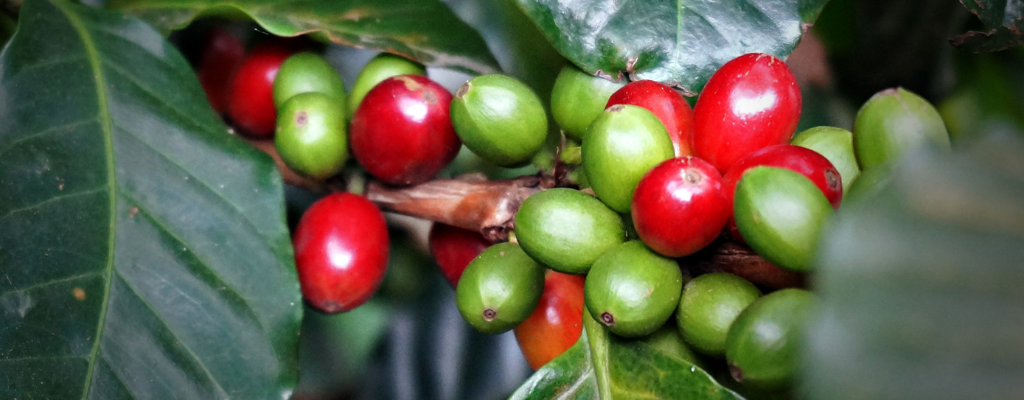 blog-regiones-cafe-san-marcos.png