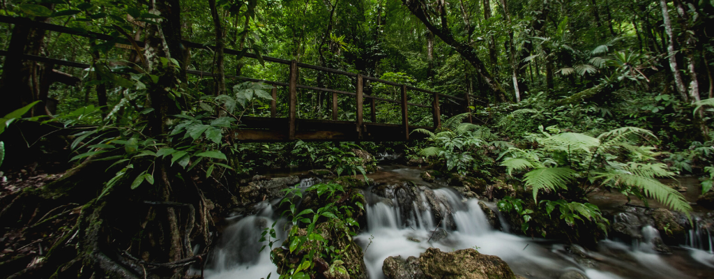foto-blog-semuc-champey-bosque.png