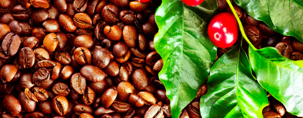 foto-cuerpo-blog-delicias-culinarias-guatemala-cafe.png