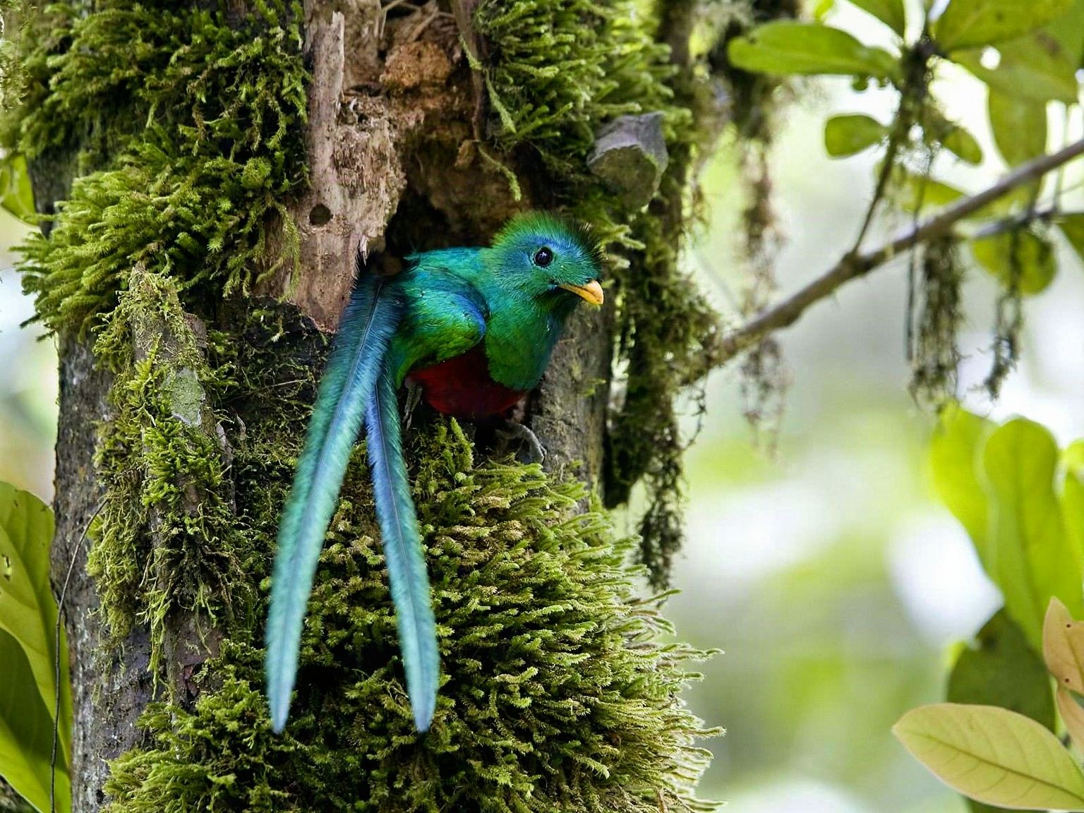 Resplendent quetzal with iridescent turquoise blue and emerald green plumage perched on moss-covered tree in the Petén jungle, Guatemala