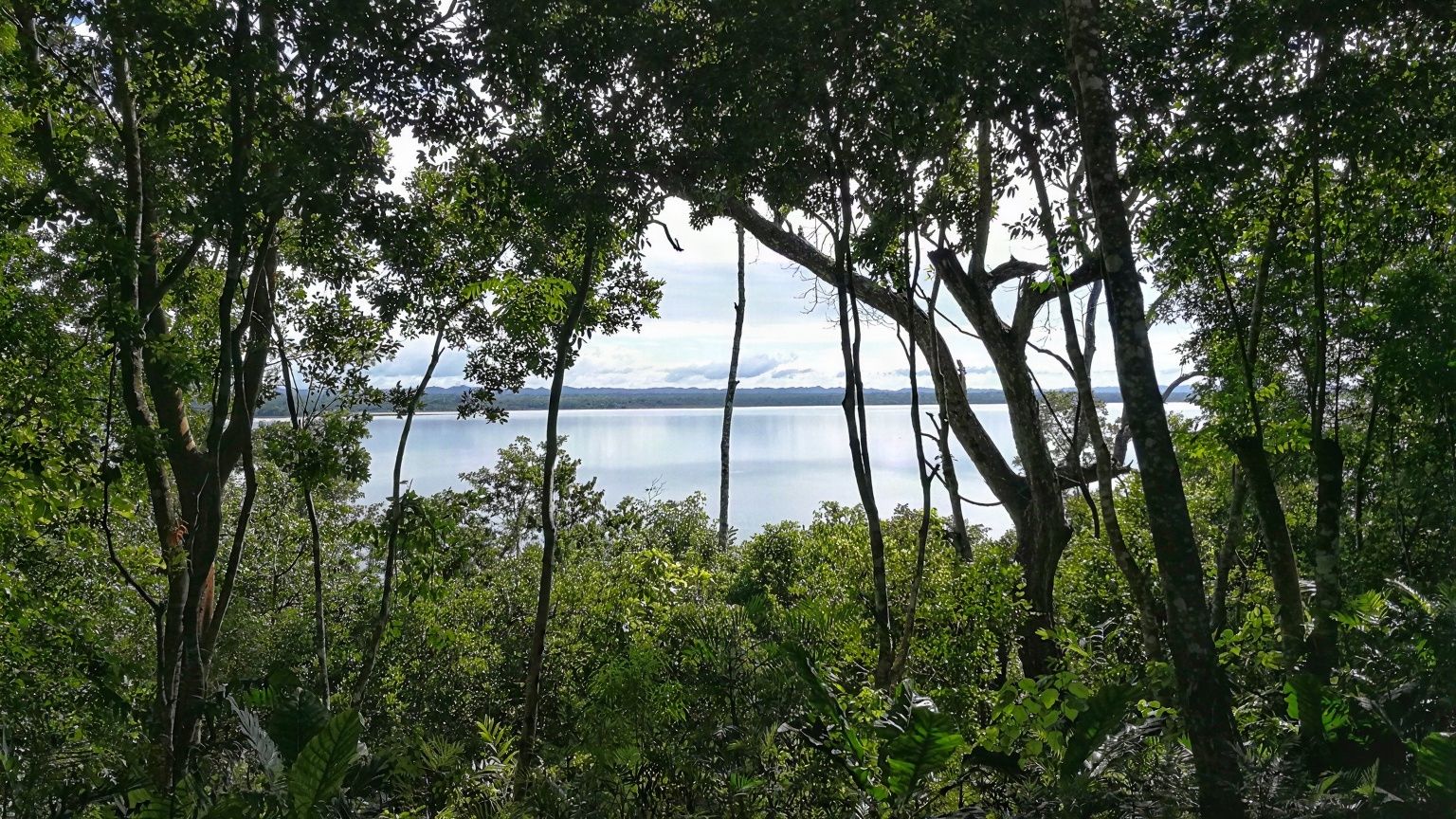 Dense Petén Itzá jungle with tall trees framing views of the calm lake waters and forested mountains beyond under cloudy skies