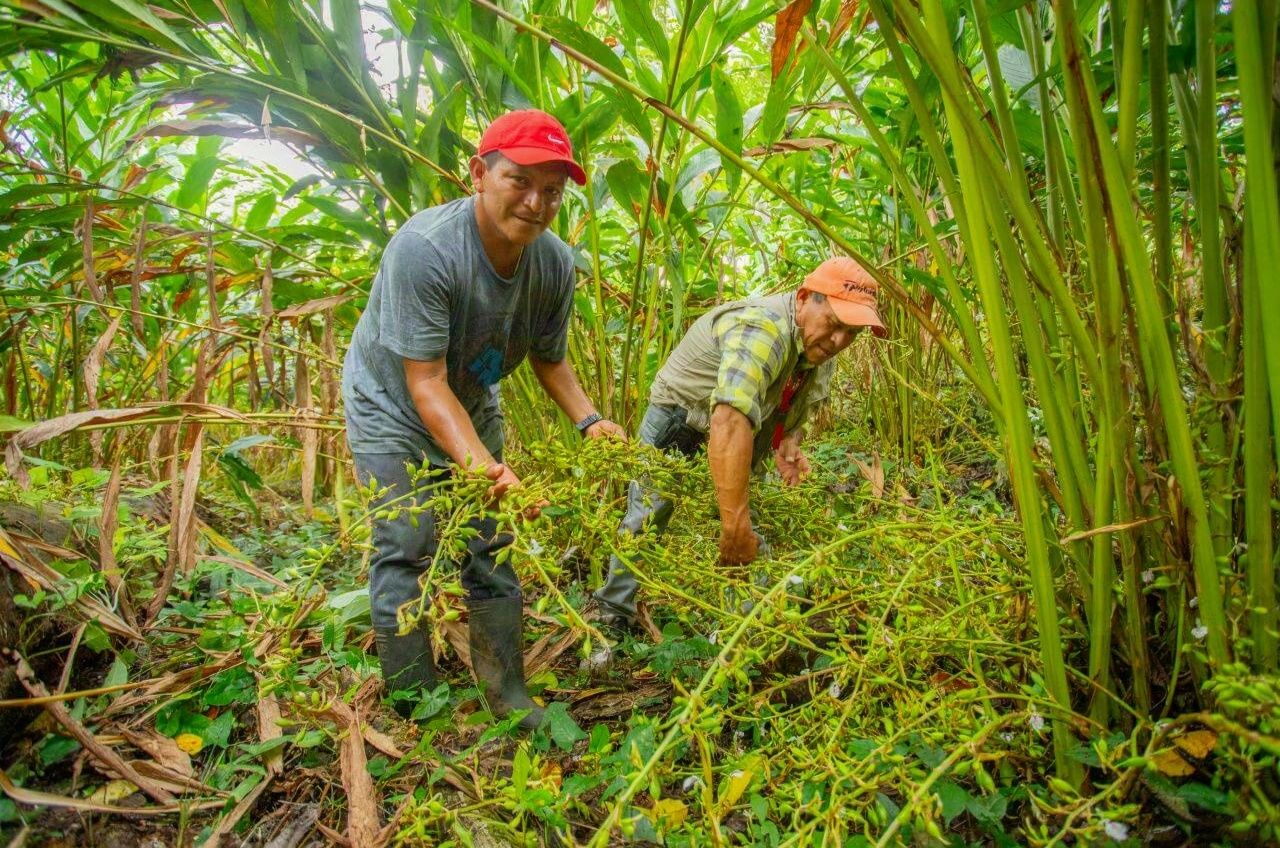Intercropped cardamom and sugarcane plantation in the highlands of Cobán, Alta Verapaz, Guatemala