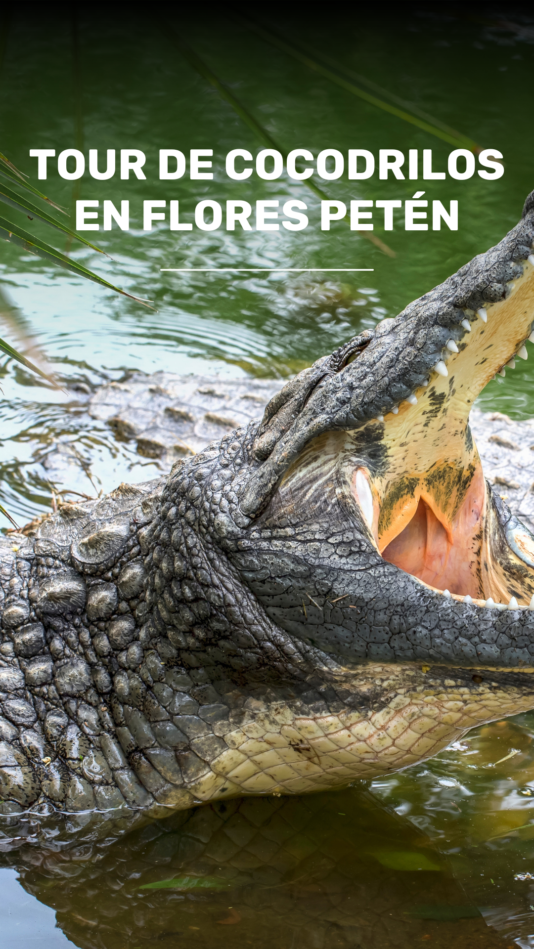 Ve a los cocodrilos en un tour por la Laguna de Macanche  video