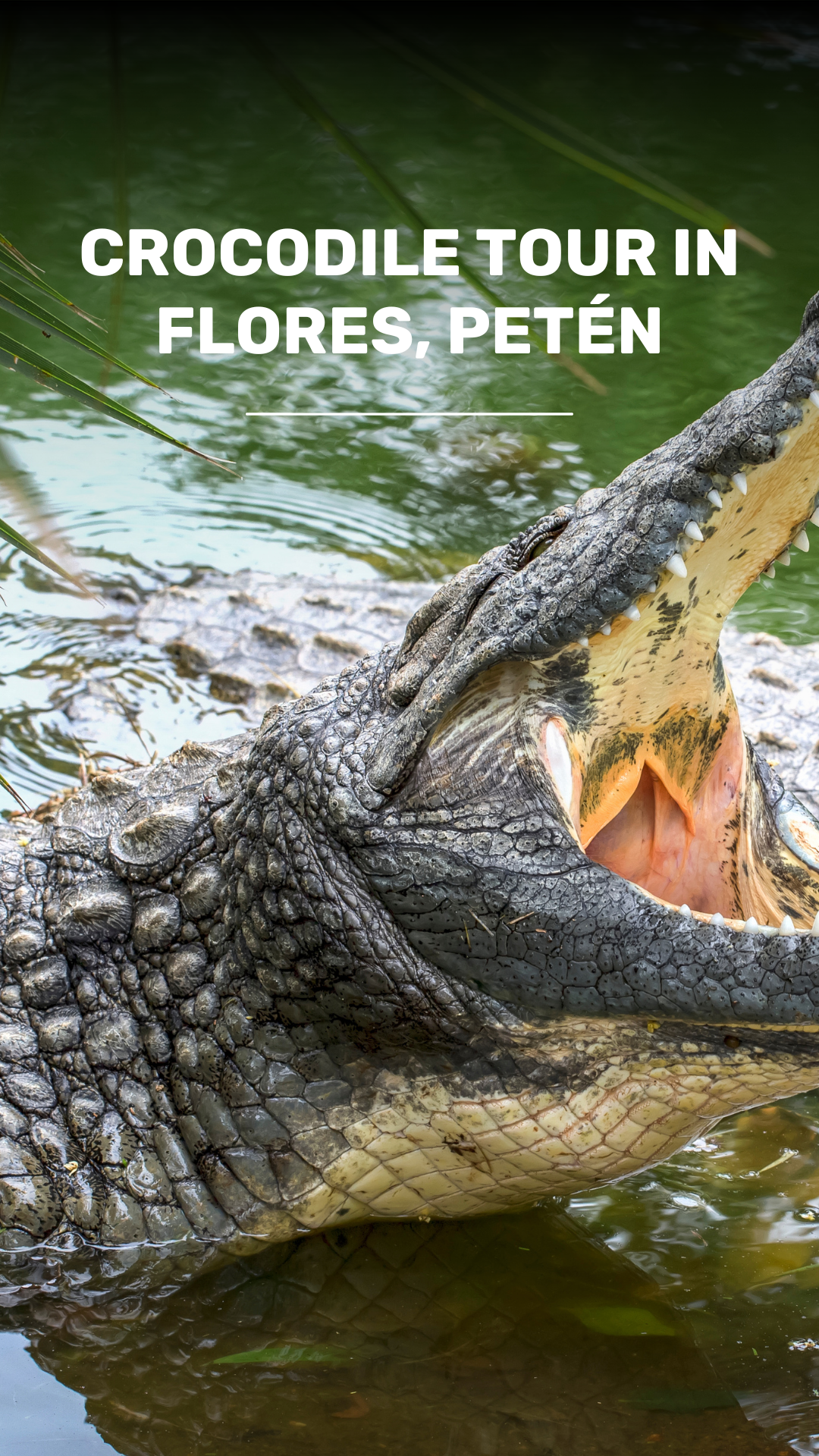 See the Crocodiles in Laguna de Macanche video
