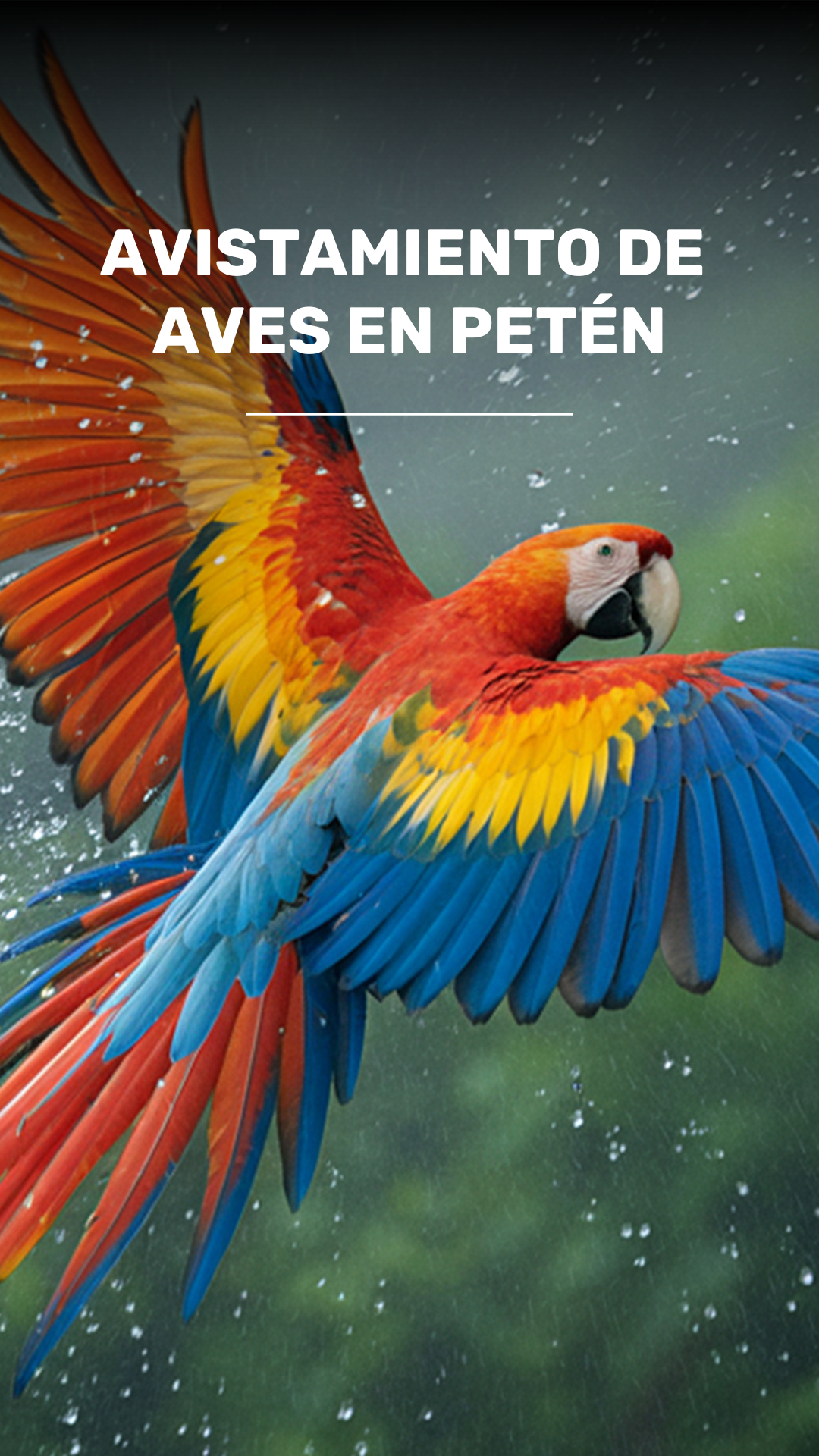 La gira de observación de aves para principiantes en Flores video