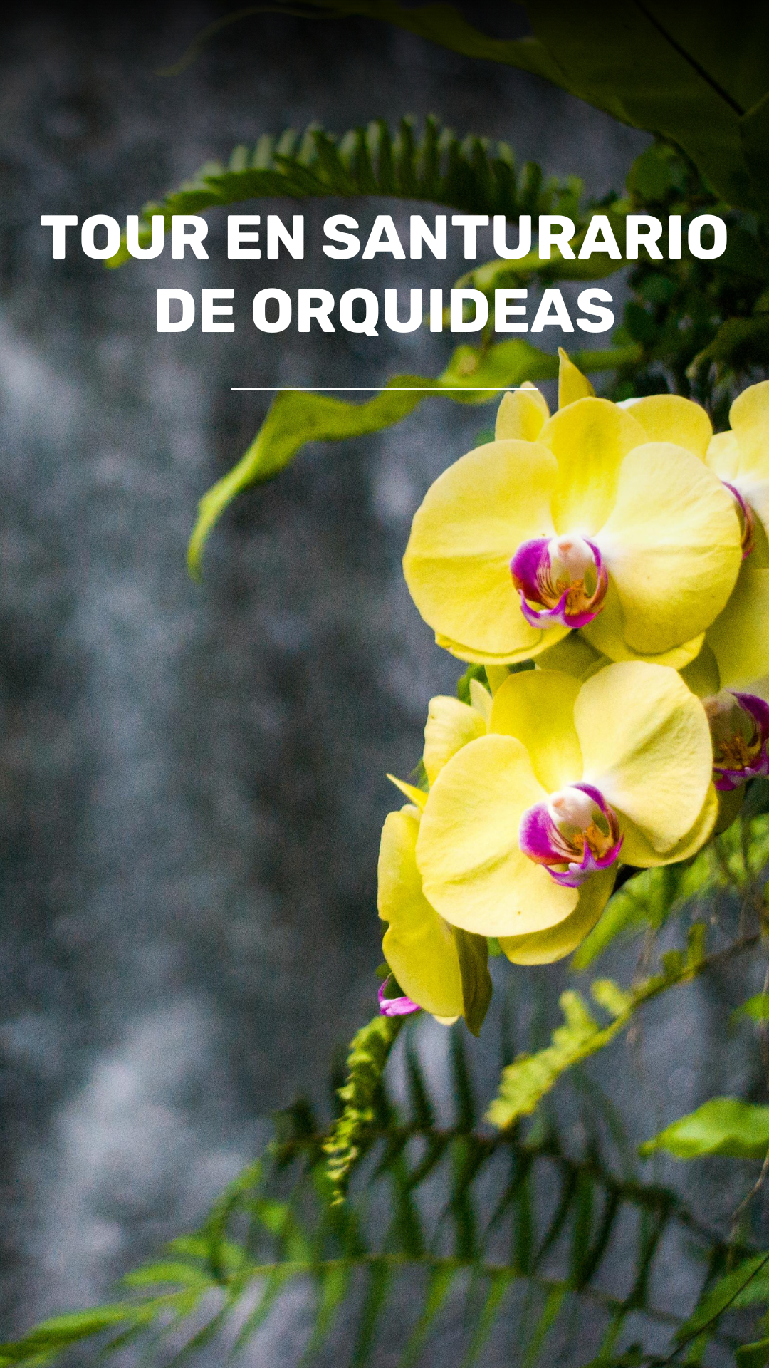 Exóticas Orquídeas en la Selva Tropical de Guatemala video