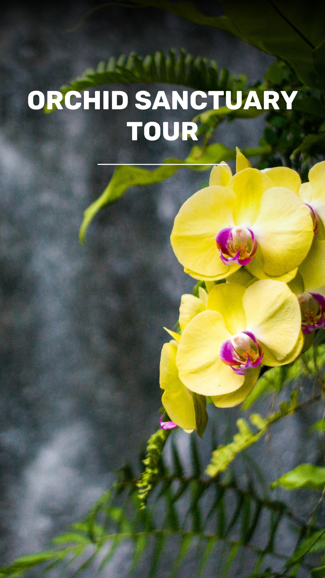 See exotic Orchids in Guatemala's Rainforest video