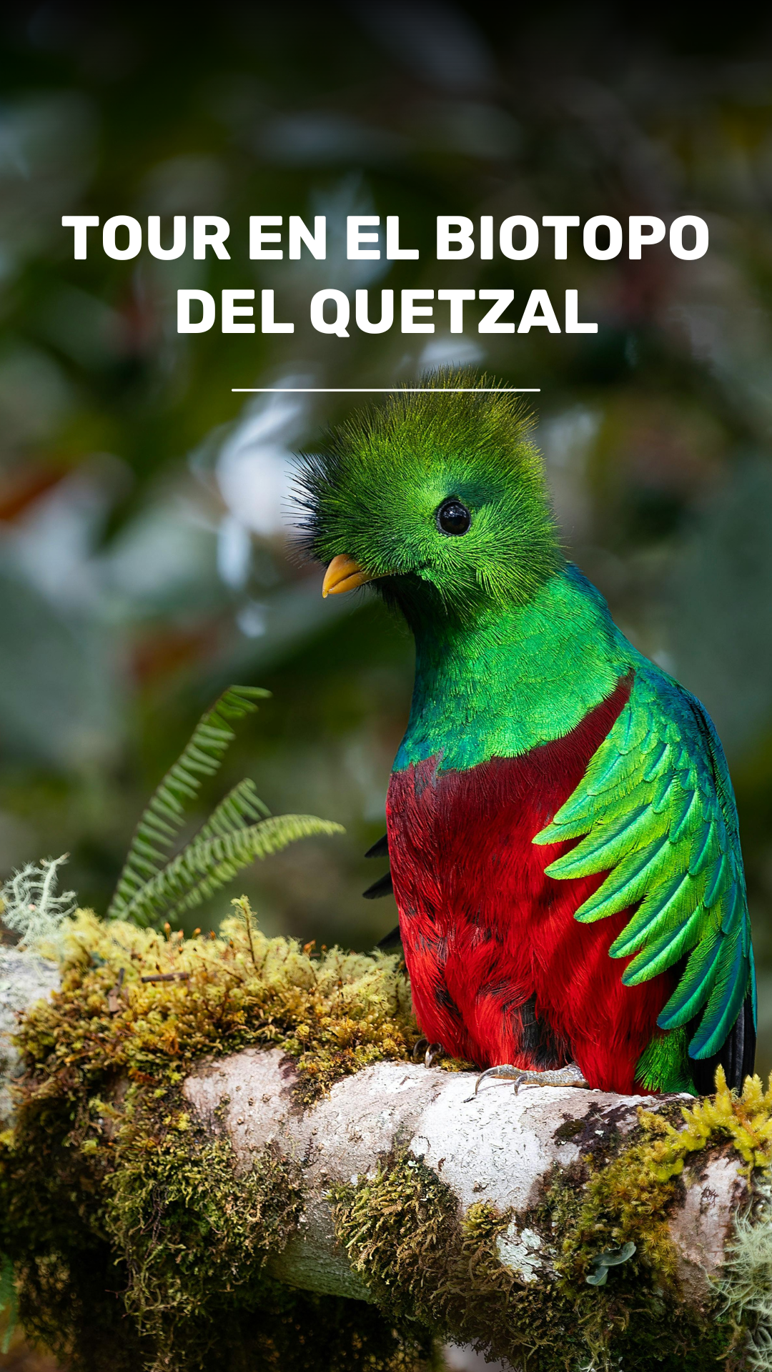 Tour por el Biotopo del Quetzal & Ranchitos del Quetzal video