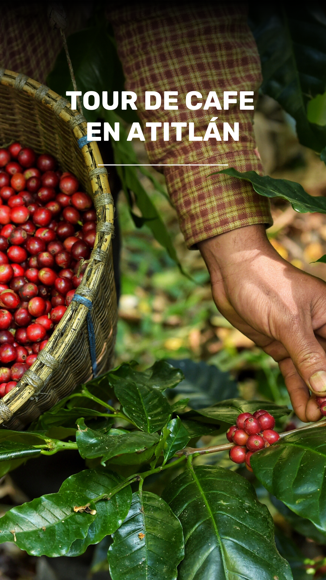 Tour de Café en Atitlán video