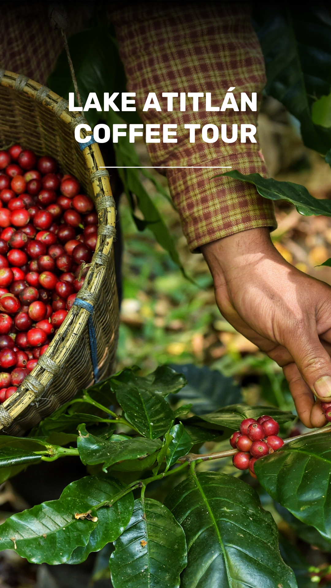 Atitlán Coffee Tour video