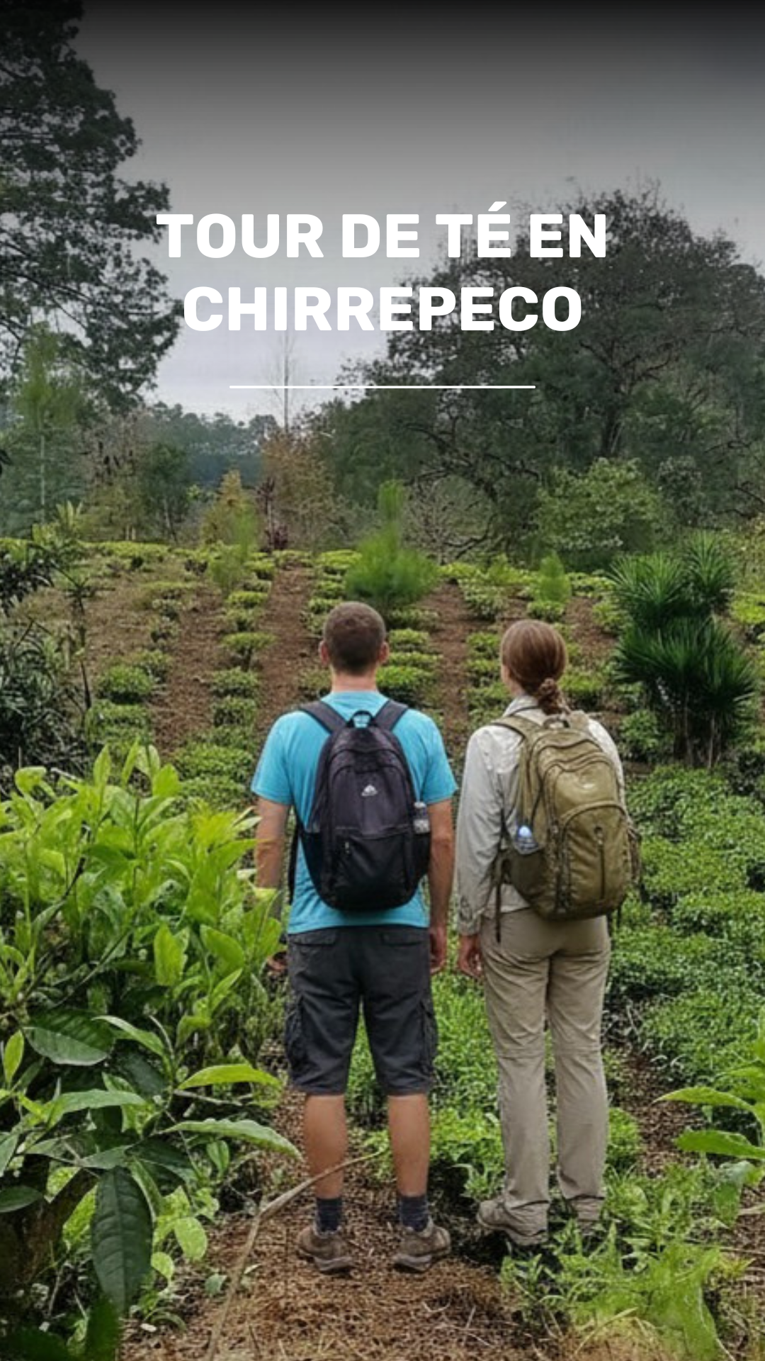Tour ecológico del Té Chirrepeco desde Cobán video