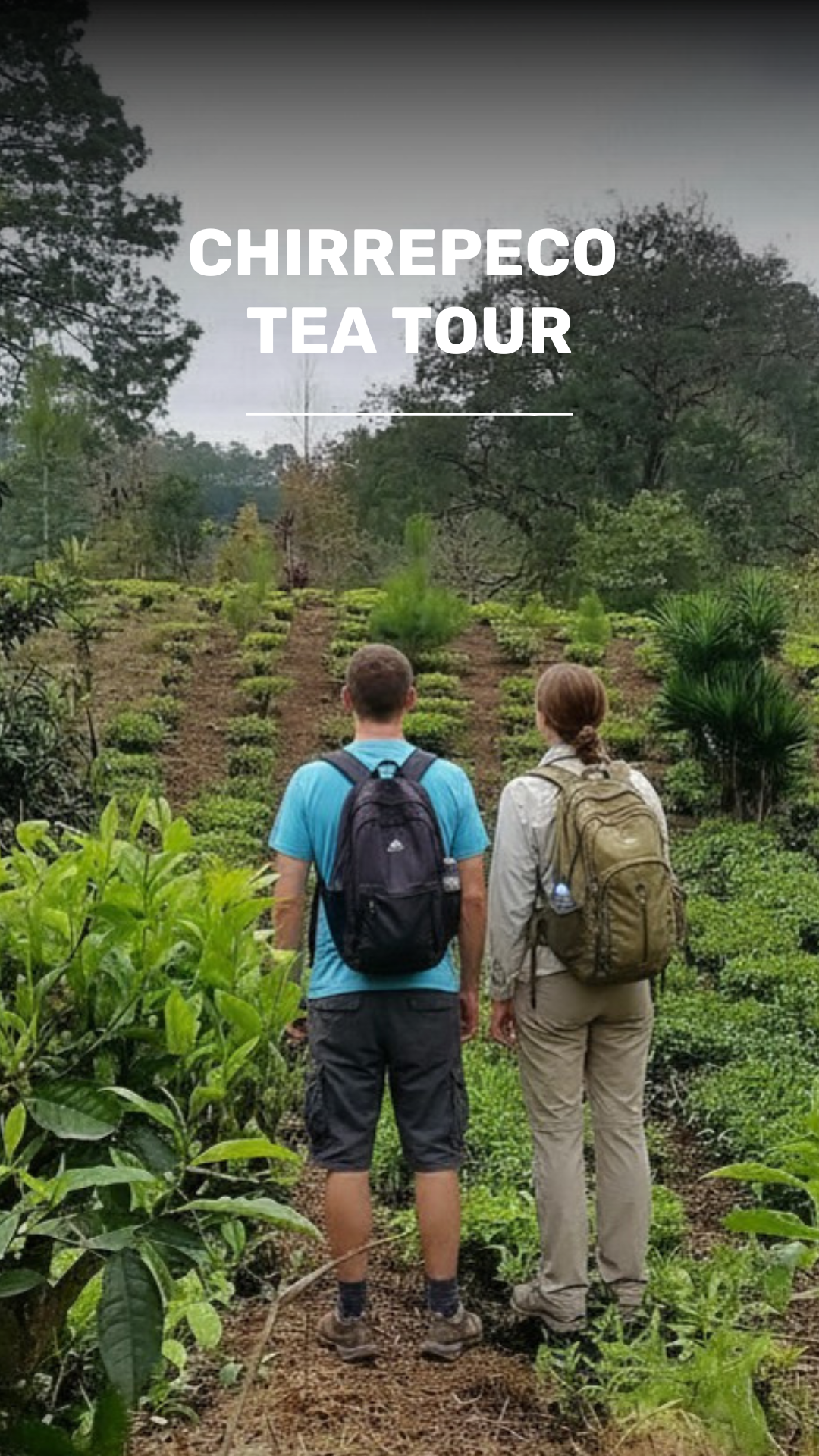 Eco Tour Chirrepeco Tea video