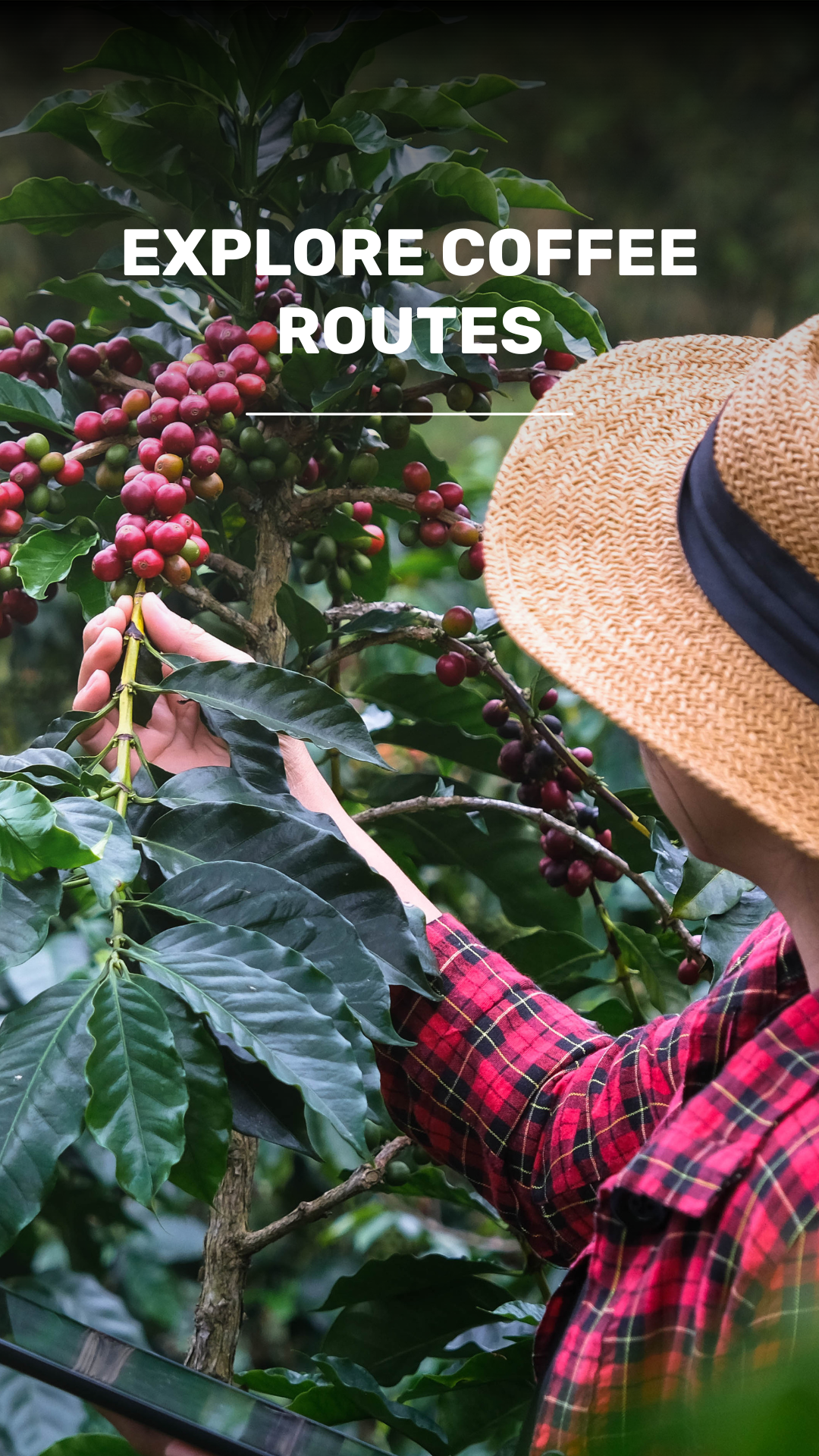 Cafe Route: Exploring the Coffee Lands of Antigua video