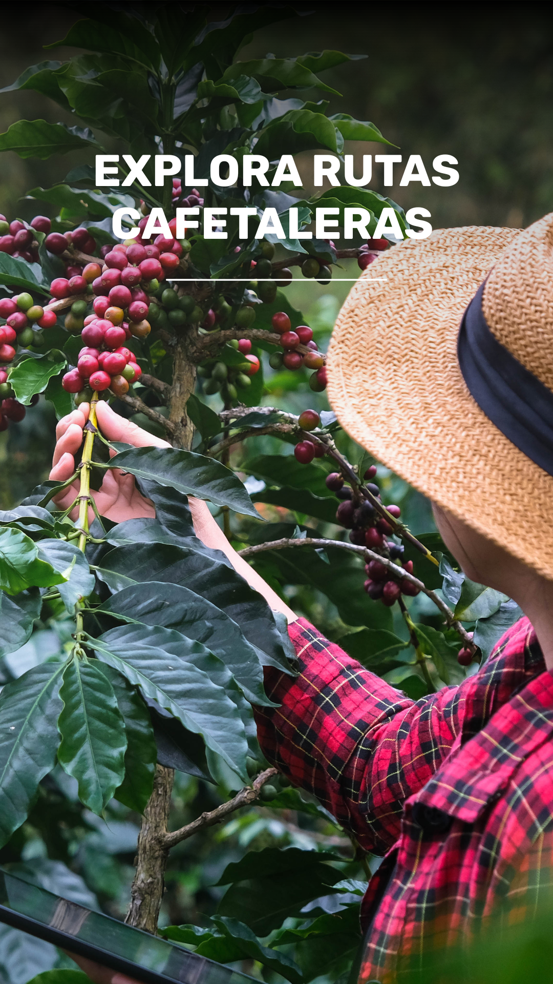 Ruta del Café: Explorando las Tierras Cafetaleras de Antigua video