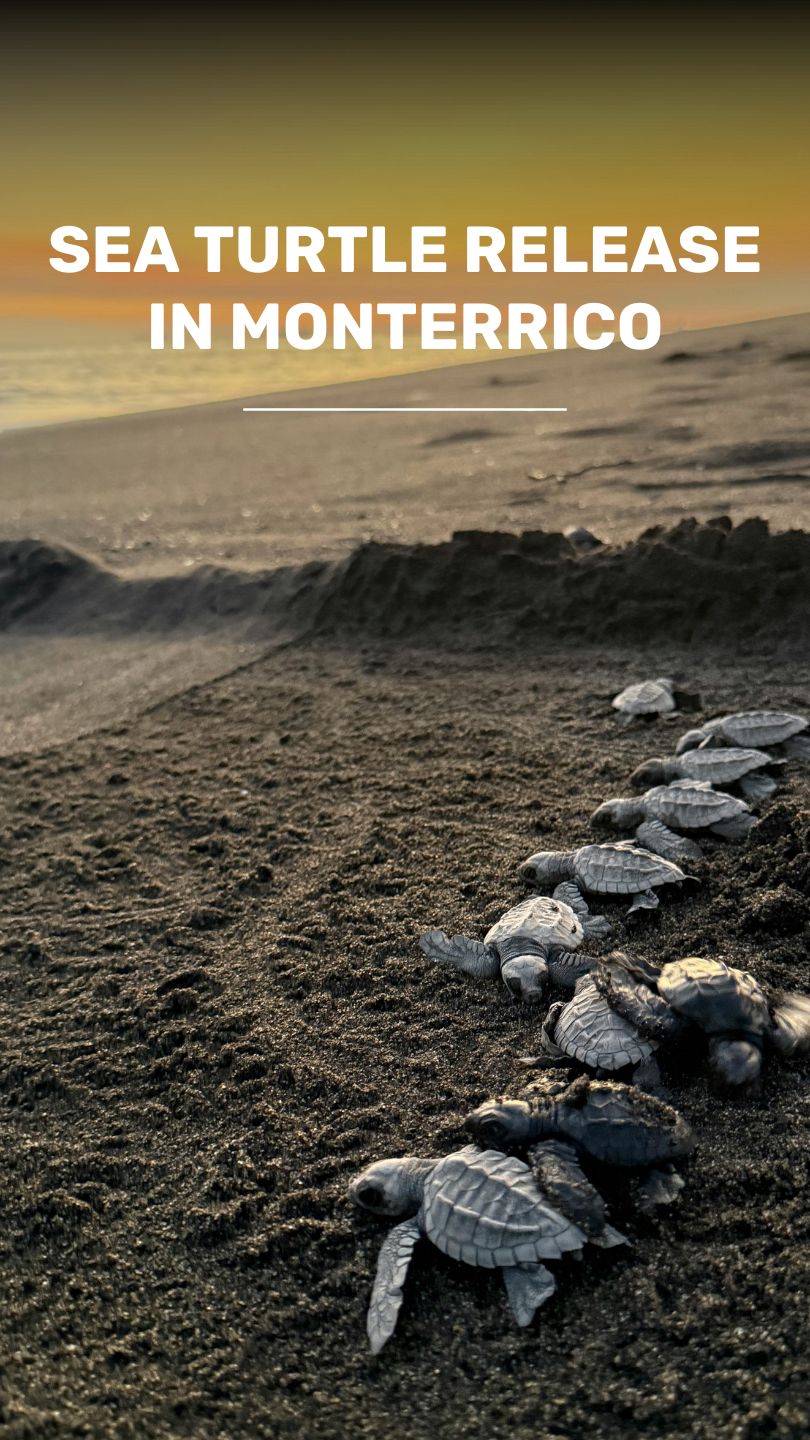 Experience the release of turtles in Guatemala video
