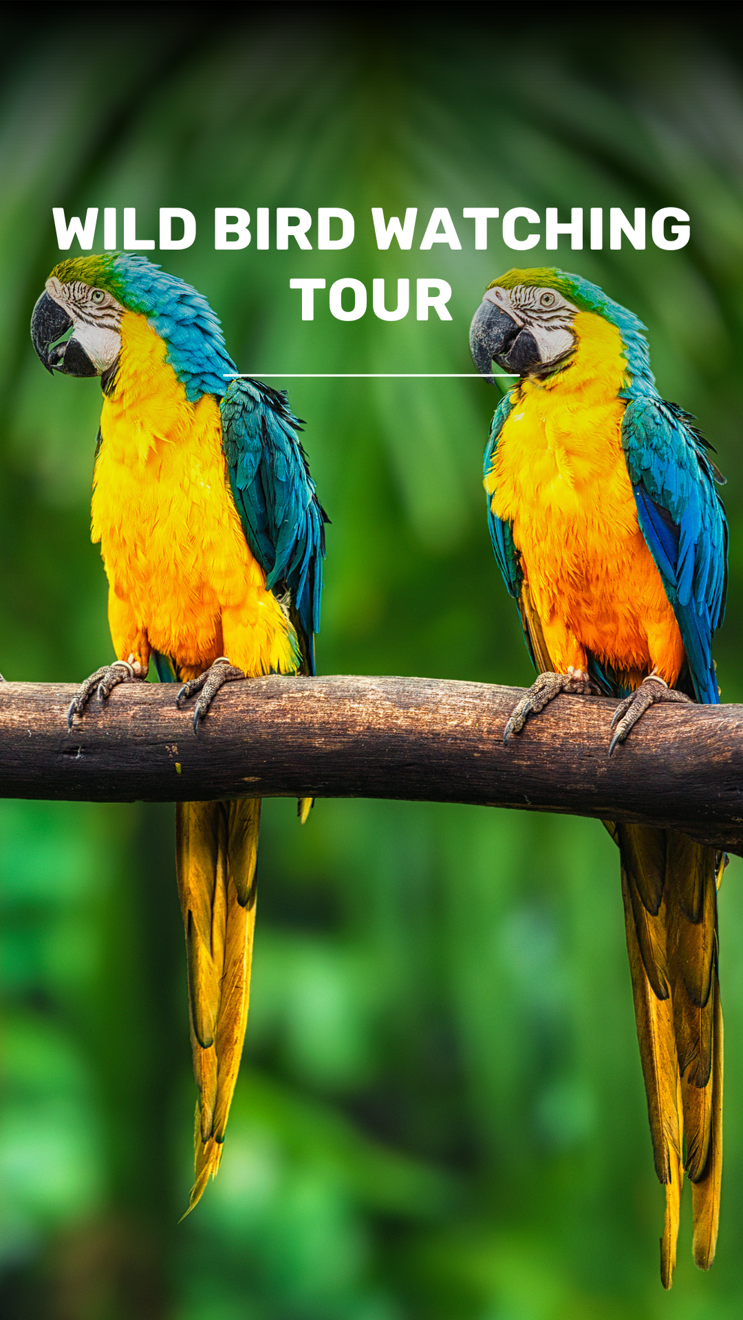 Experience Unique Bird Watching Santa Victoria video