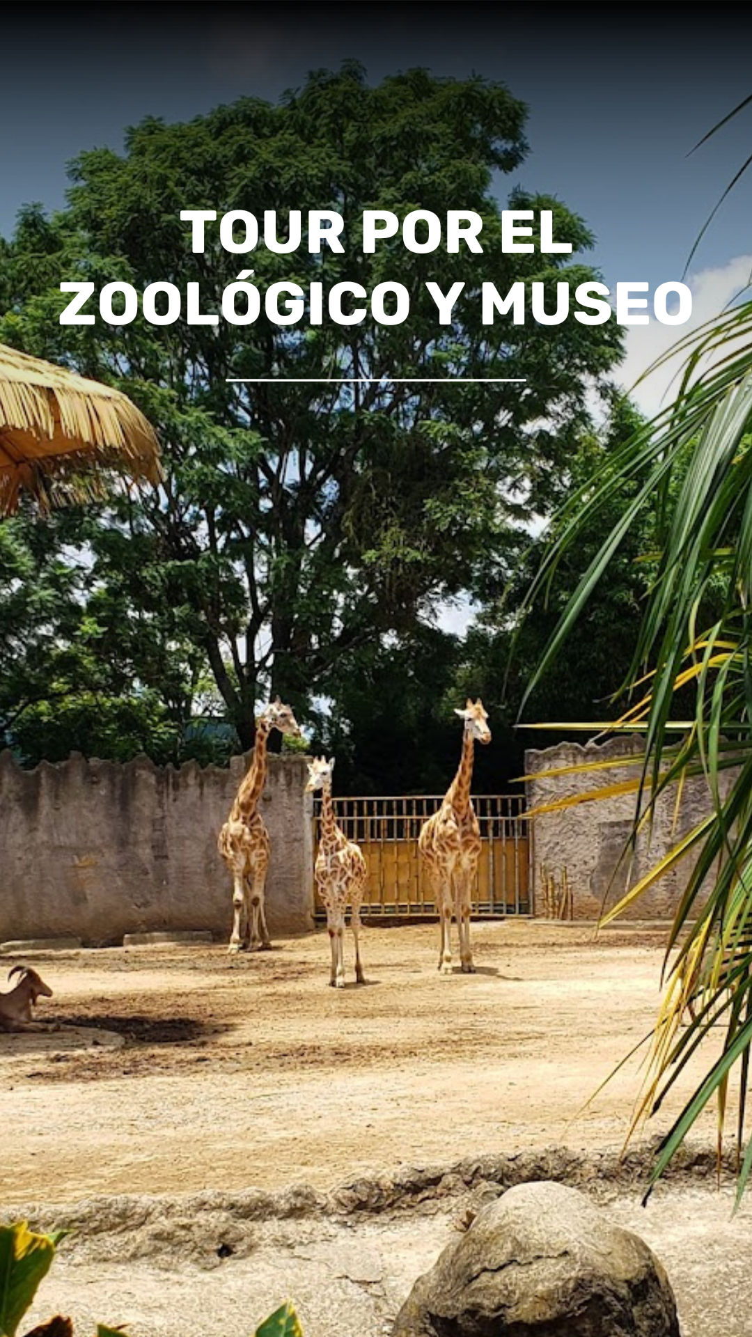 Tour Infantil, Museo de los Niños y Zoológico La Aurora video