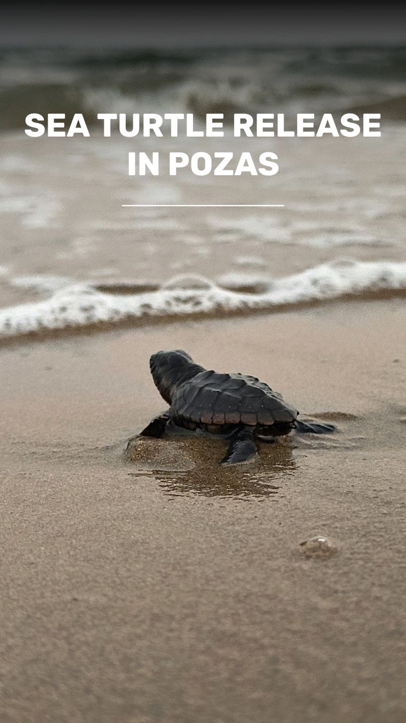 Adventure and Wildlife Sanctuary Poza del Nance video