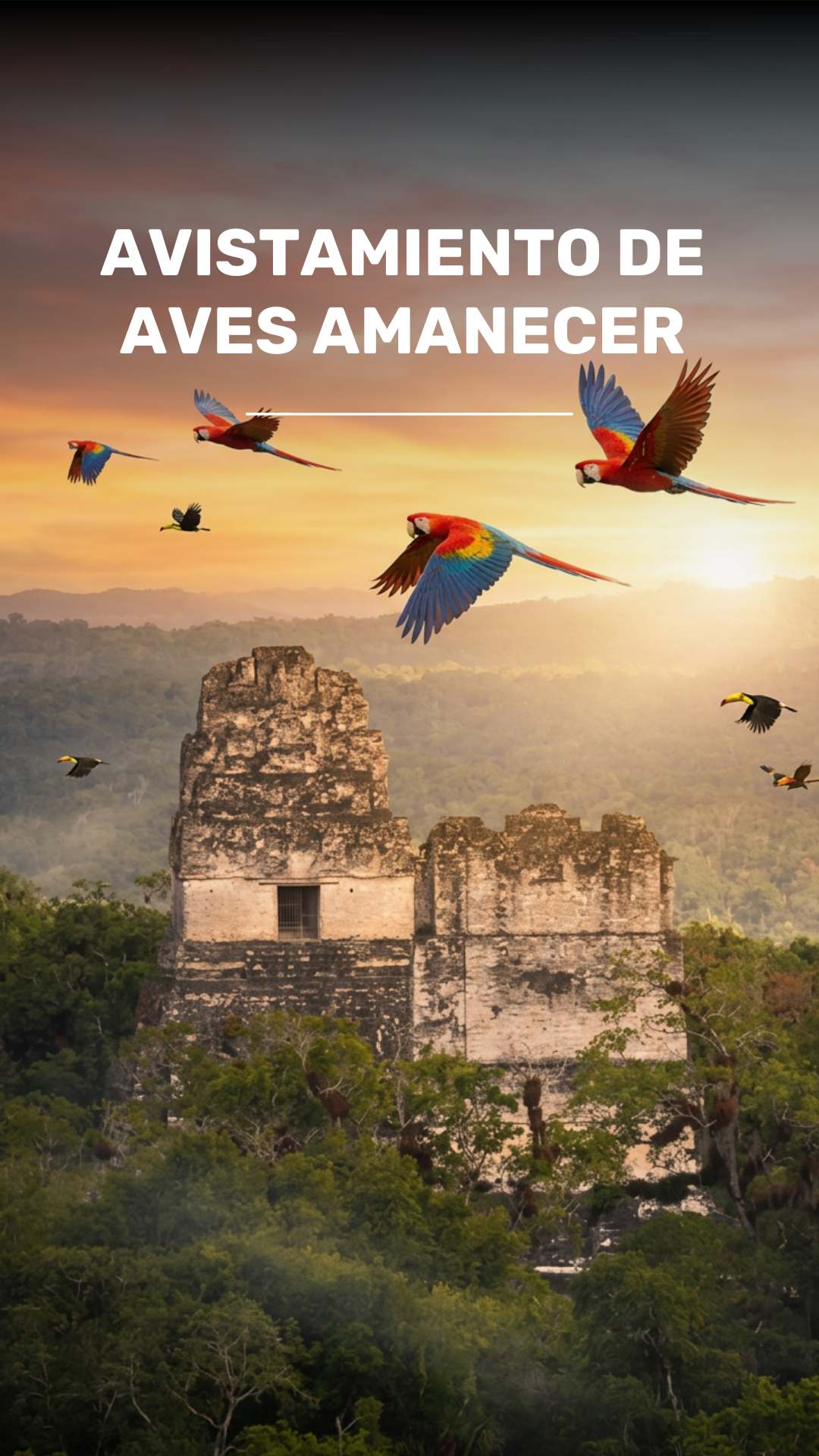 Avistamiento de aves al amanecer en Tikal video