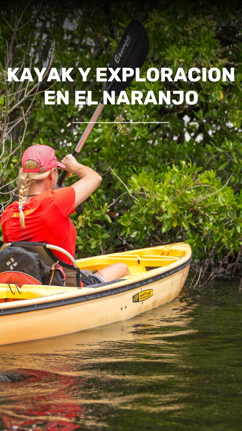 Aventura en los Manglares y Explora la Vida Silvestre video
