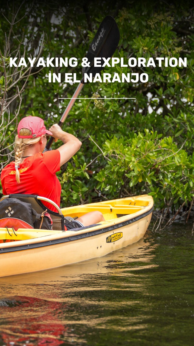 Adventure in the mangroves and Explore the Wildlife video