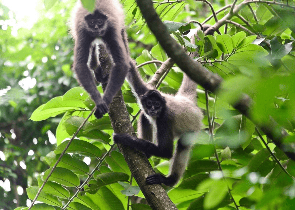 Tour of the Jiquilisco Nature Reserve, El Salvador - 3