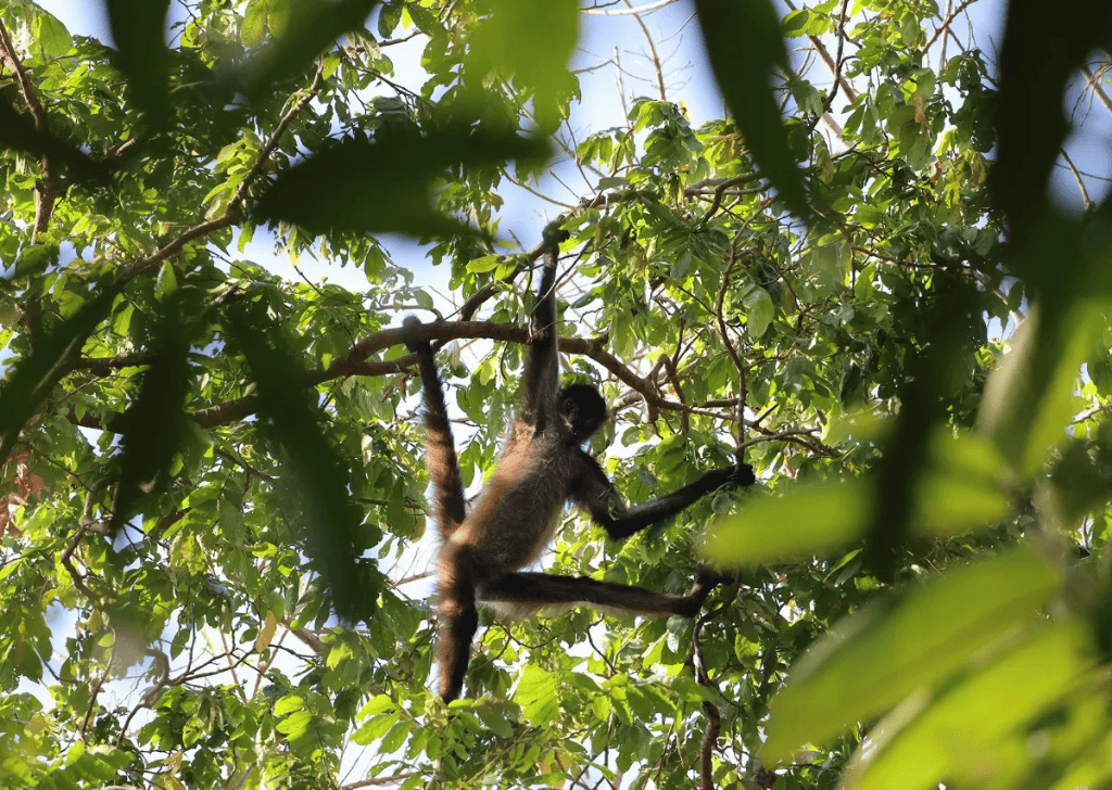 Tour of the Jiquilisco Nature Reserve, El Salvador - 2