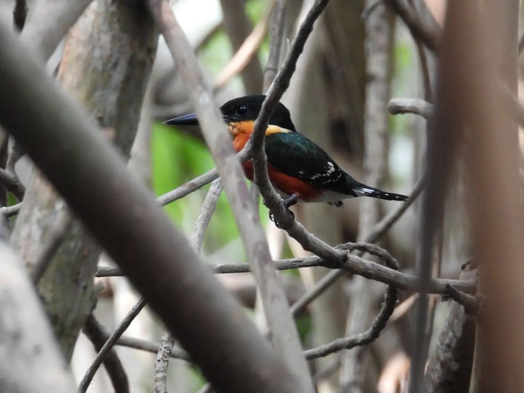 Adventure in the mangroves and Explore the Wildlife - 3
