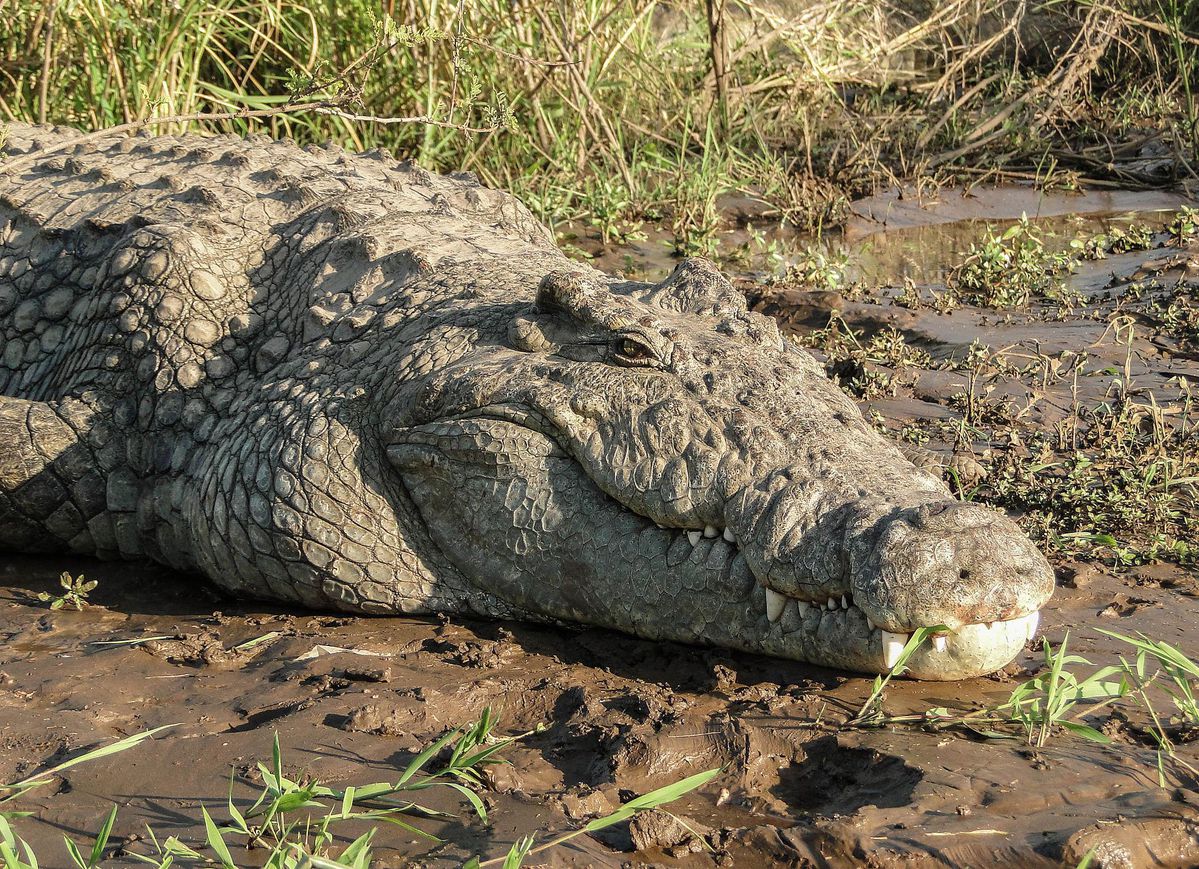 See the Crocodiles in Laguna de Macanche - 4