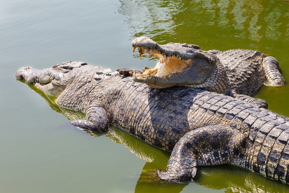 See the Crocodiles in Laguna de Macanche - 3