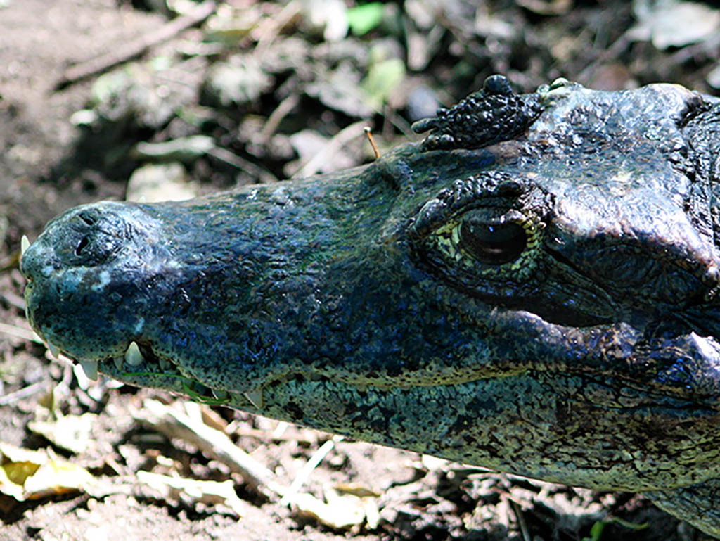 See the Crocodiles in Laguna de Macanche - 2