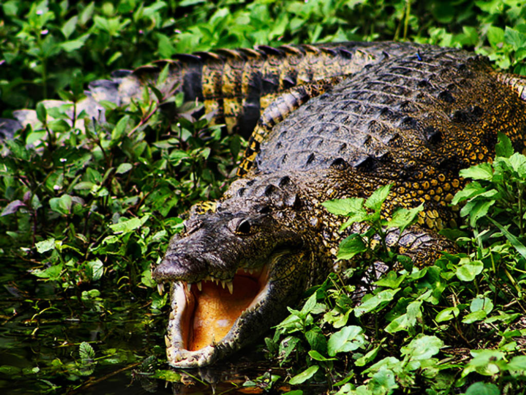 See the Crocodiles in Laguna de Macanche - 1