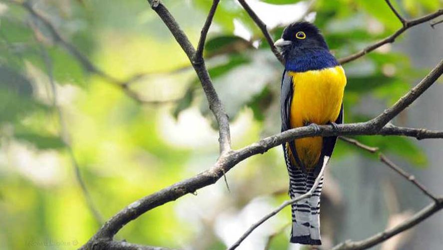 Birdwatching for Beginning Birders in Flores - 3