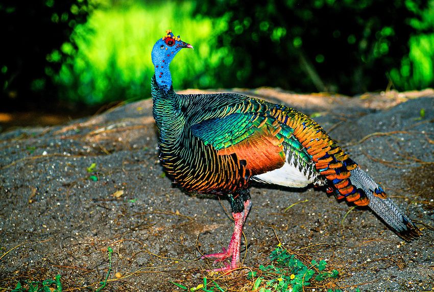 Birdwatching for Beginning Birders in Flores - 4