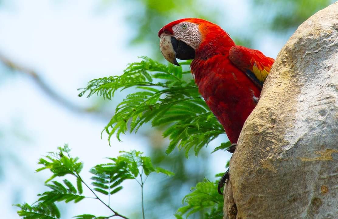 Birdwatching for Beginning Birders in Flores - 2