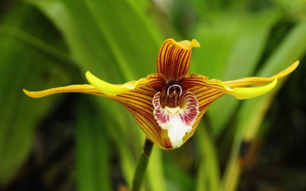 See exotic Orchids in Guatemala's Rainforest - 3
