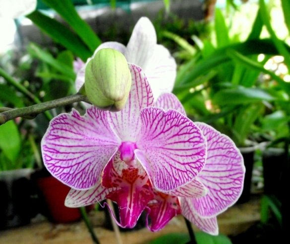 See exotic Orchids in Guatemala's Rainforest - 4
