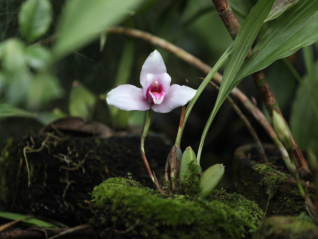 See exotic Orchids in Guatemala's Rainforest - 2