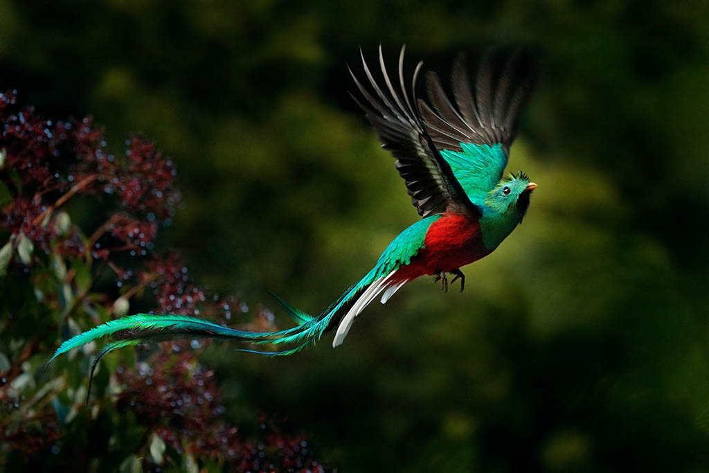 Biotopo del Quetzal & Ranchitos del Quetzal - 1